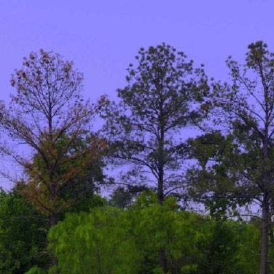 澳门人威尼斯3966下载手机版