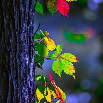 丰禾棋牌下载手机版