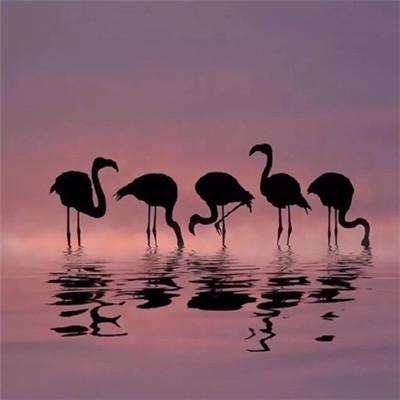 米乐m6下载罗纳尔迪尼奥